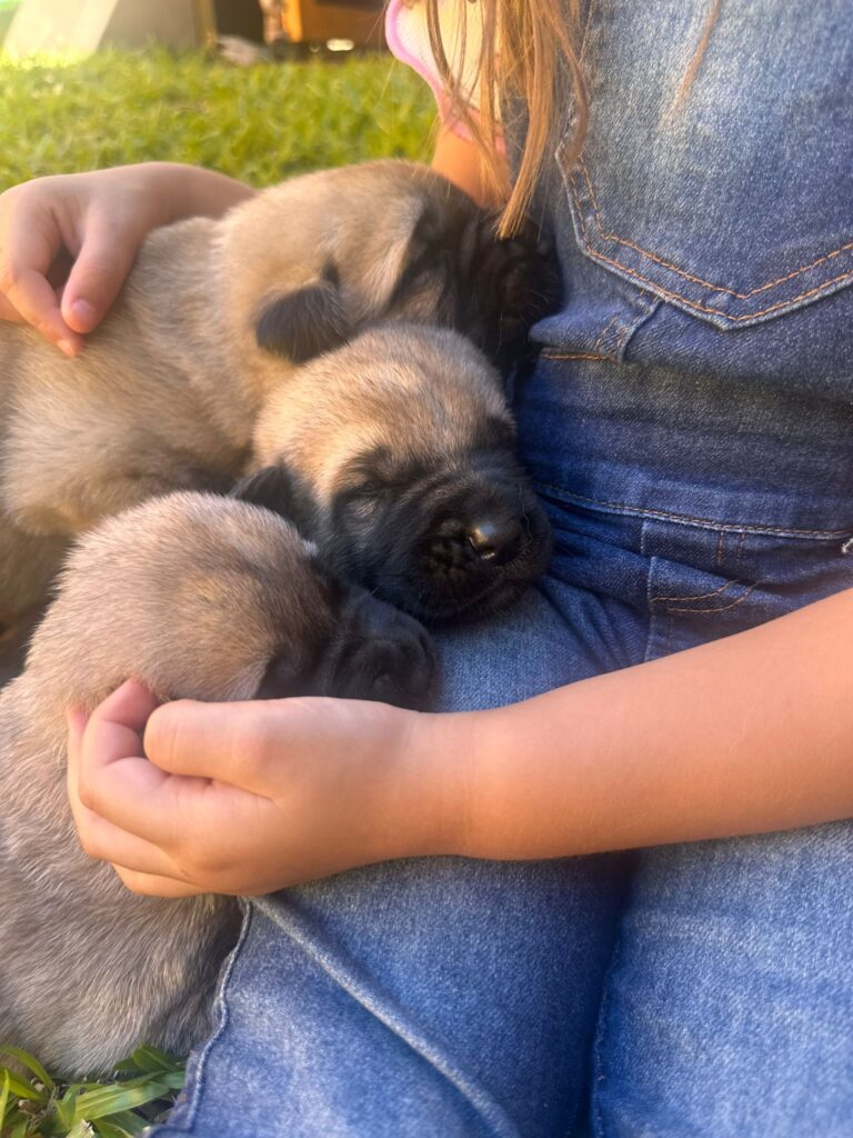 WhatsApp-Image-2026-04-29-at-09.34.43-768x1024 Nova Petrópolis se torna polo de criação de cães Kangal para proteção de rebanhos no Sul do Brasil