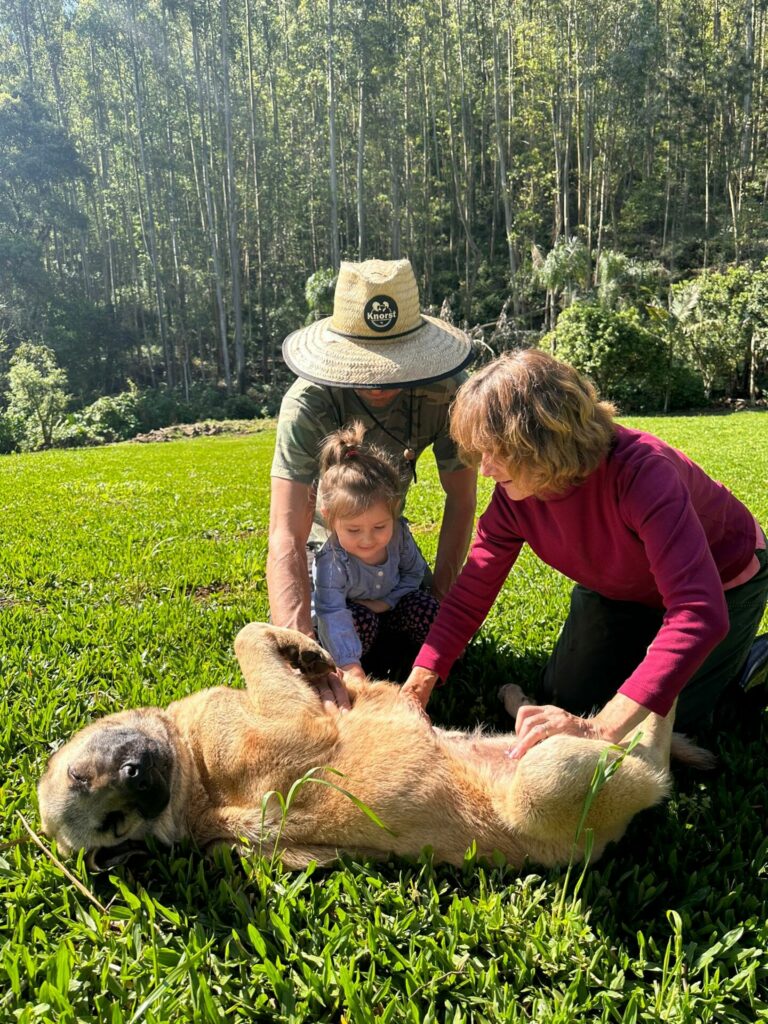 np-criacao-de-kangal-gw-01-768x1024-1 Nova Petrópolis se torna polo de criação de cães Kangal para proteção de rebanhos no Sul do Brasil
