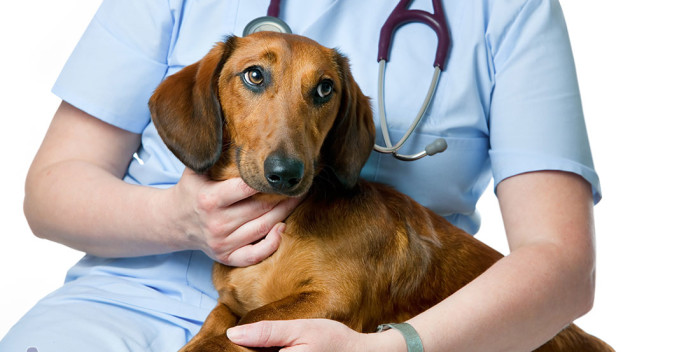 Nova Petrópolis sediará Simpósio Internacional de Cardiologia Veterinária em outubro